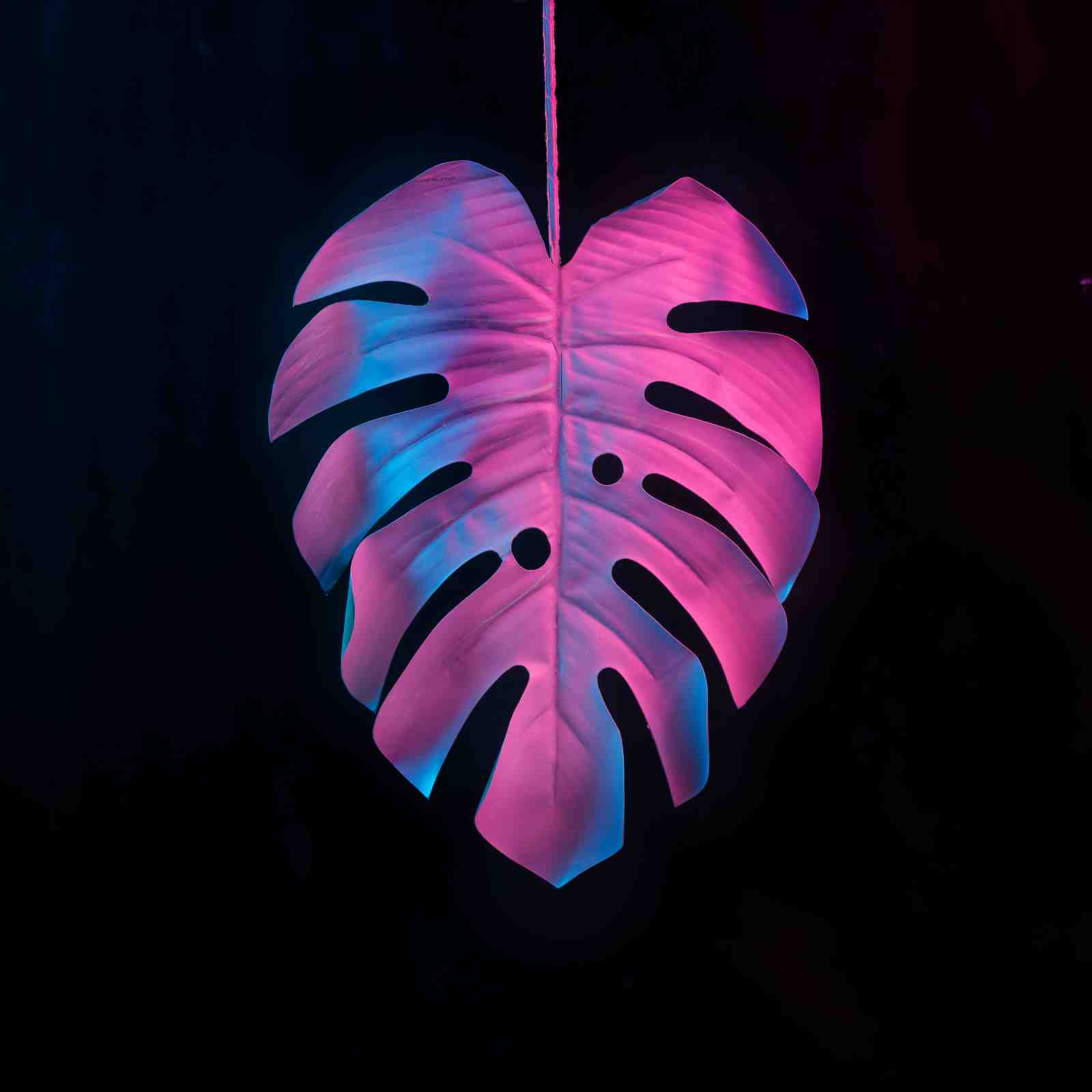 Neon Tropical Leaf Wall Art Art
