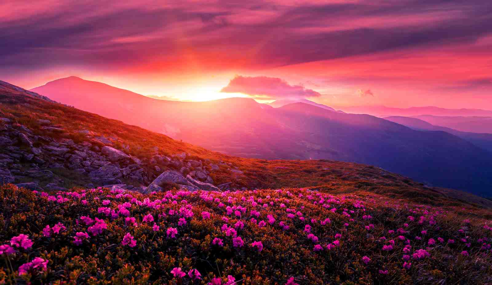 Vibrant Mountain Sunrise Wildflower Wall Art