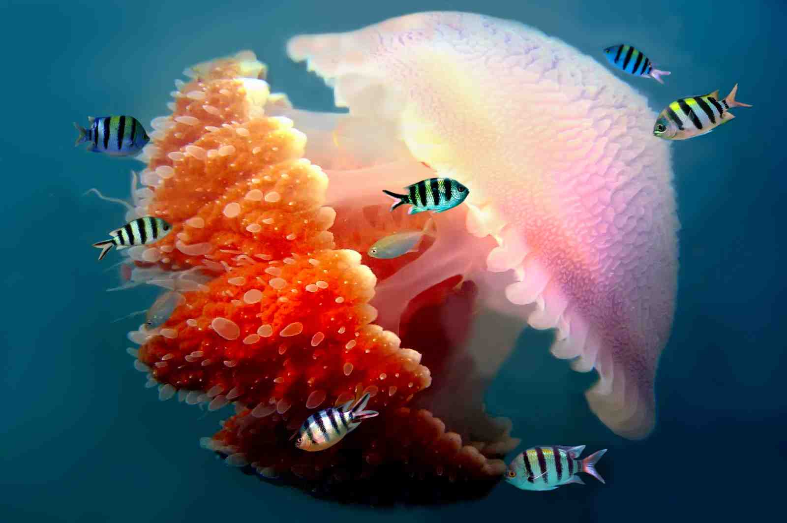 Jellyfish & Tropical Fish Ocean Wall Art