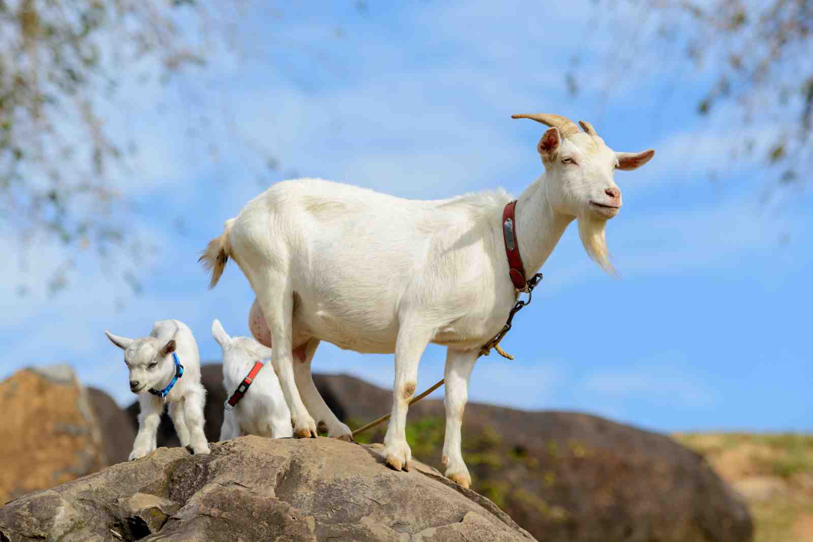 Majestic Goat Family on Rocky Outcrop Wall Art