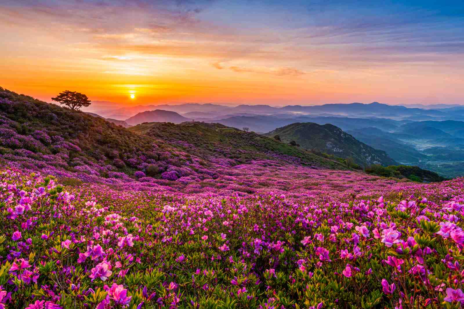 Vibrant Rhododendron Mountain Sunrise Wall Art