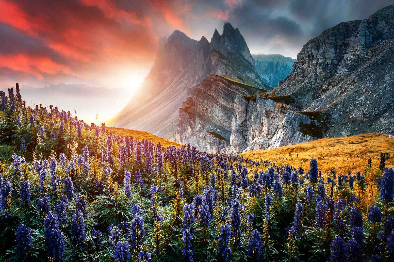 Majestic Mountain Sunset Wildflower Wall Art