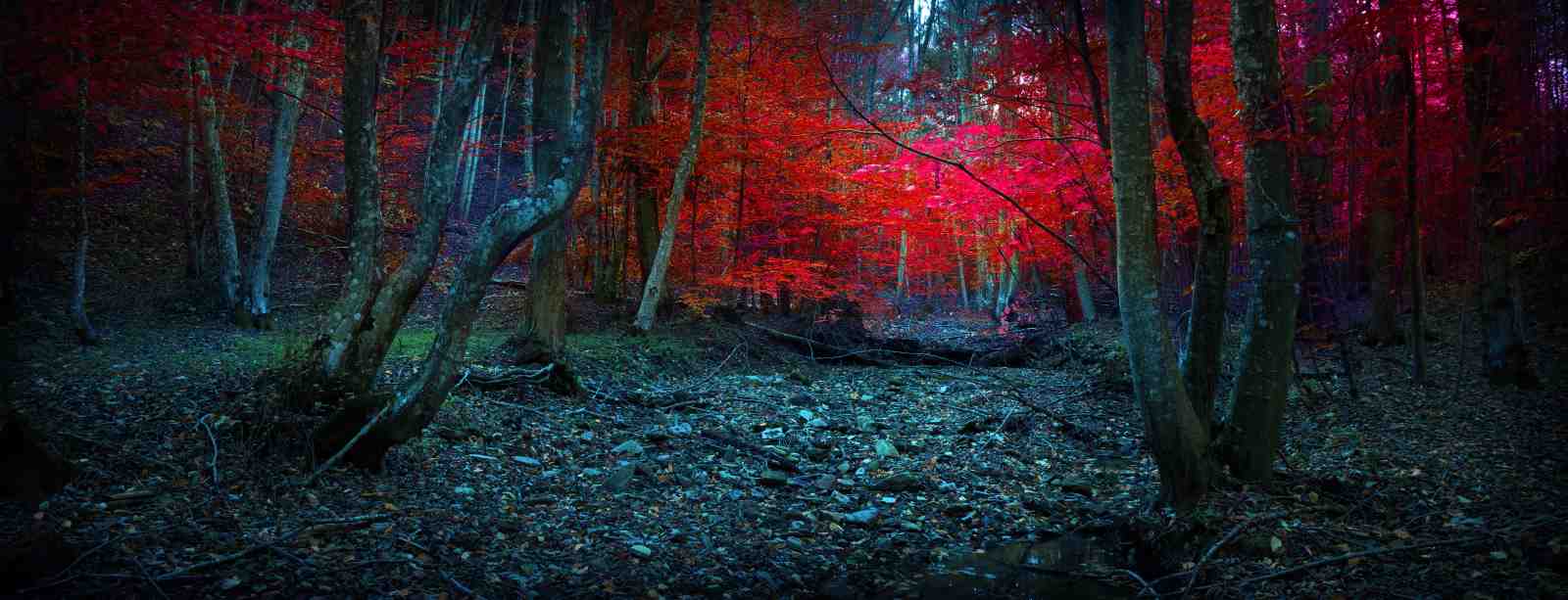 Enchanted Forest Red Autumn Wall Art