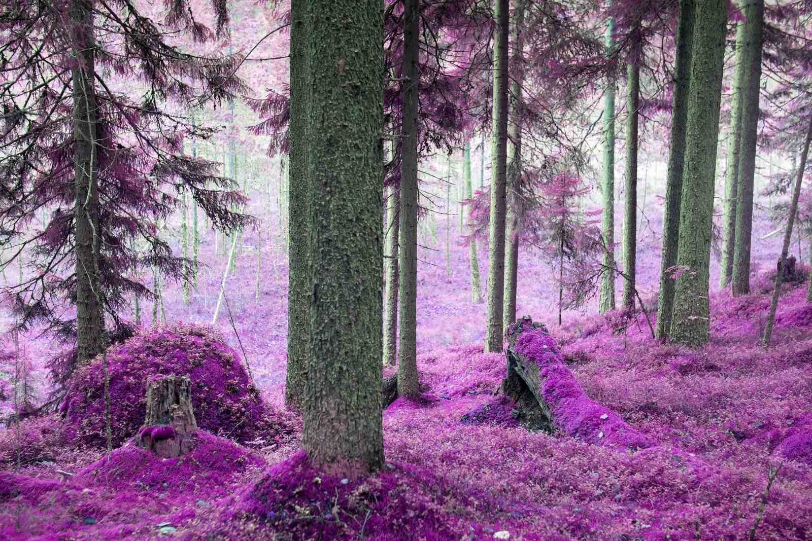 Enchanted Purple Forest Wall Art Wall Art