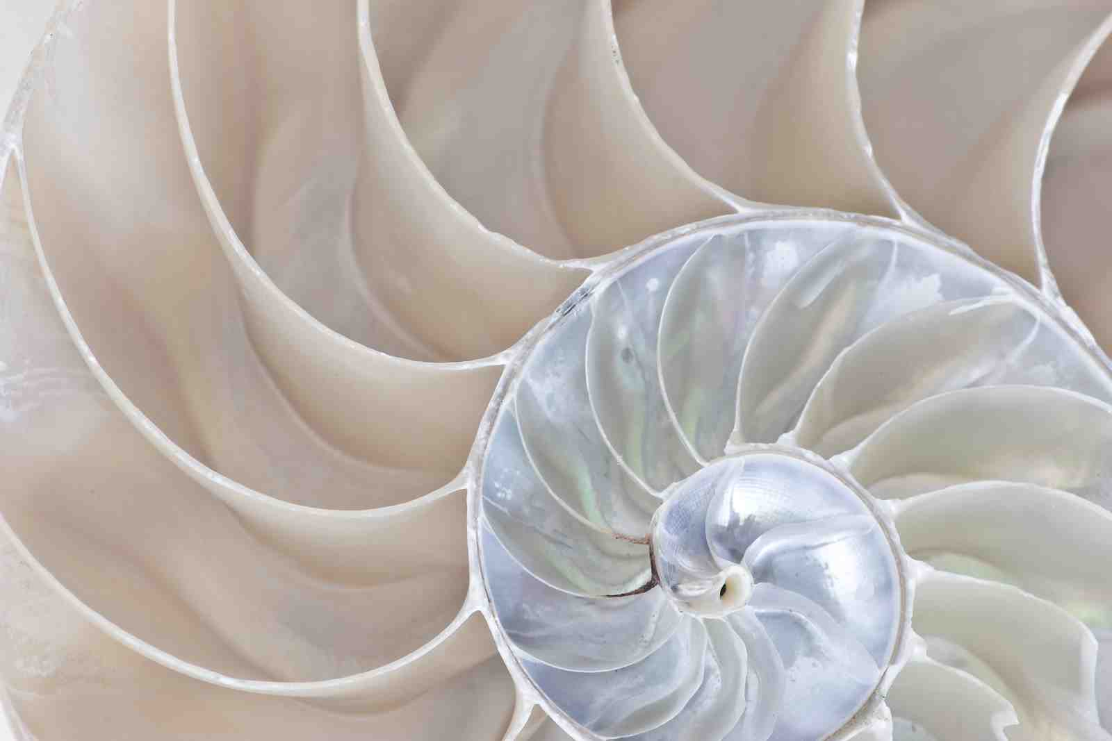 Nautilus Shell Art: Coastal Home Decor Wall Art