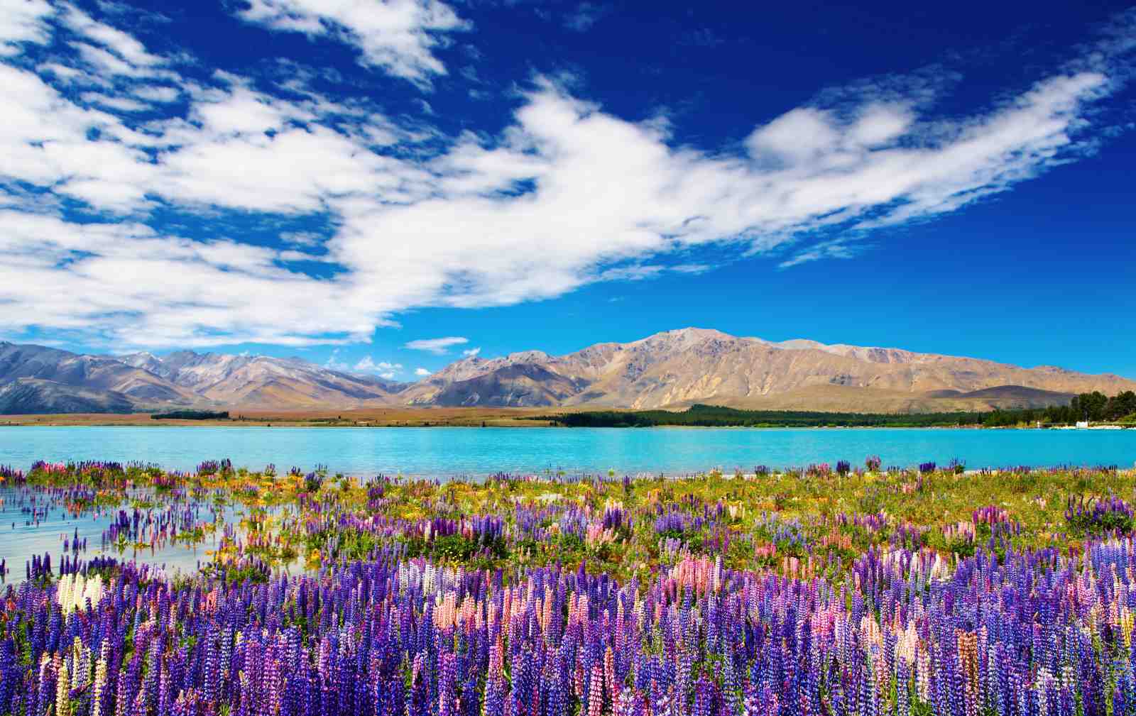 Lupine Field Lake Mountain Landscape Wall Art