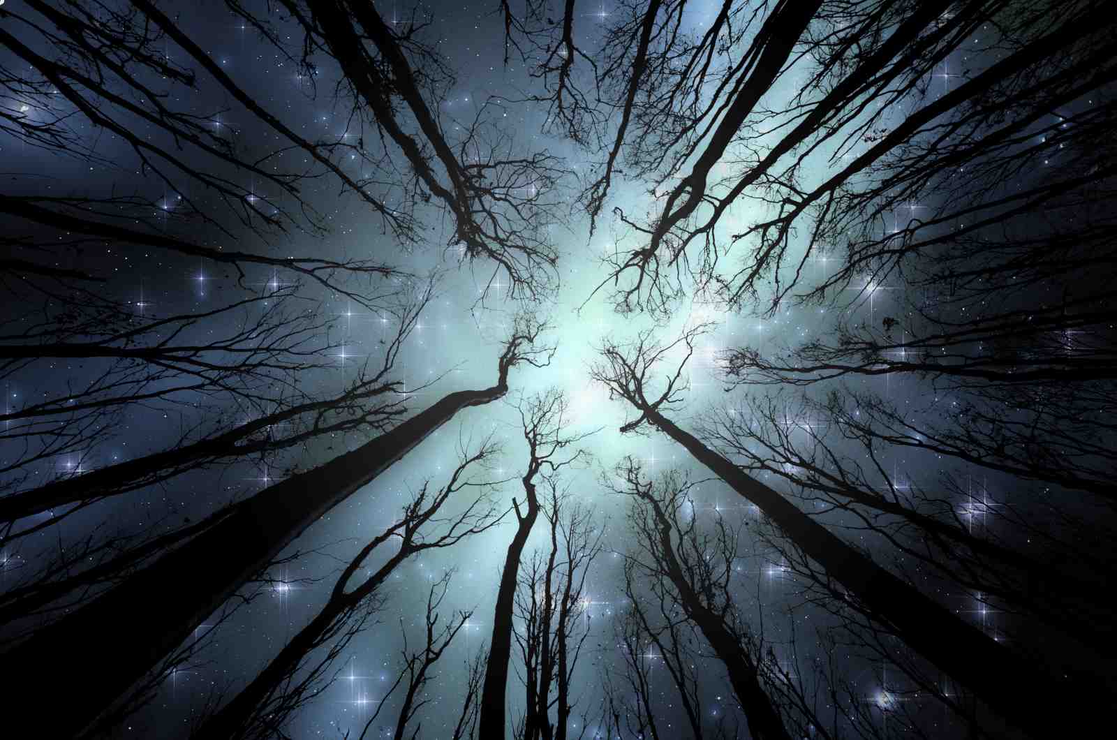 Mystical Starry Forest Canopy Wall Art