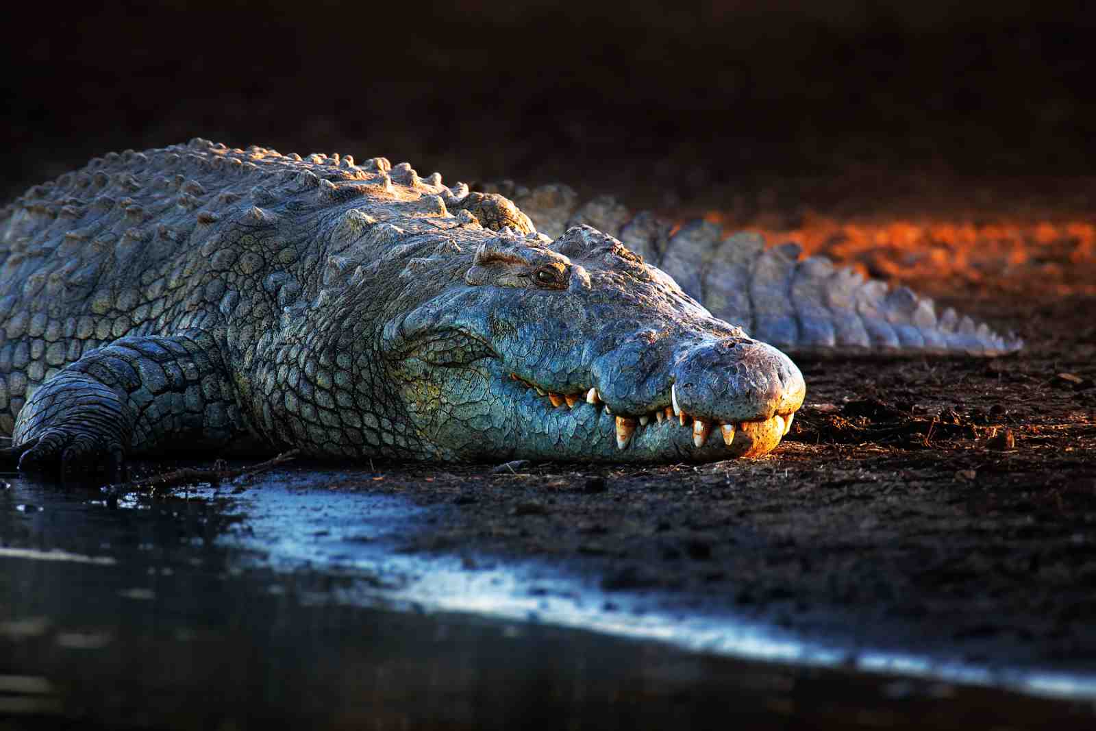 Majestic Crocodile Wildlife Wall Art