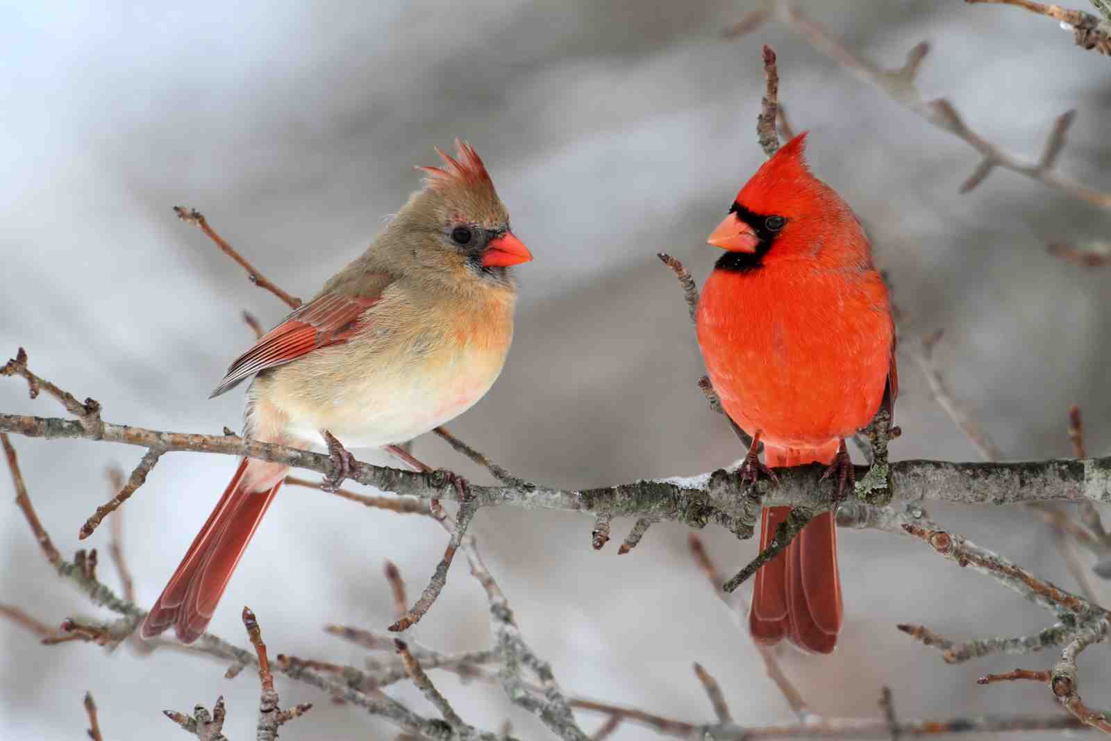 Pair of Cardinals Winter Scene Wall Art