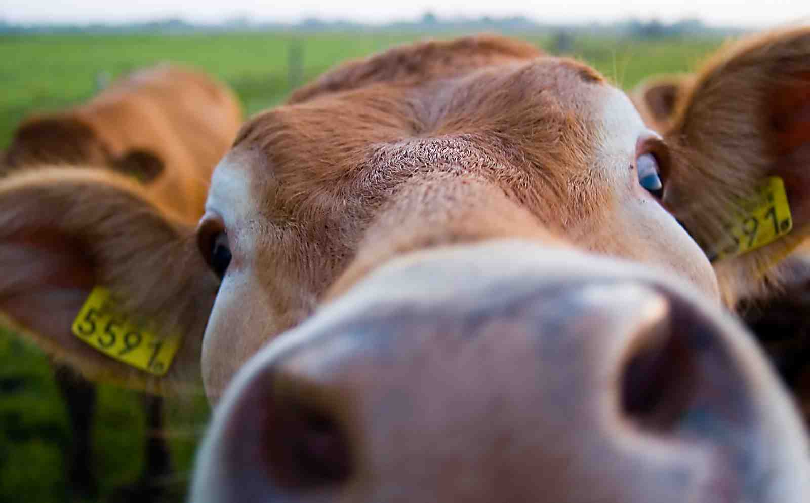 Curious Cow Close-Up Farm Animal Wall Art