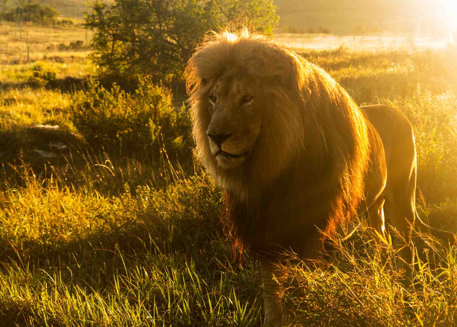 Majestic Lion Sunset African Safari Wall Art