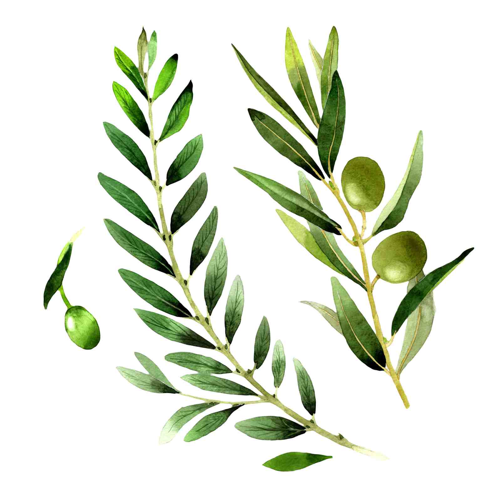 Olive Branch Watercolor Art Wall Art