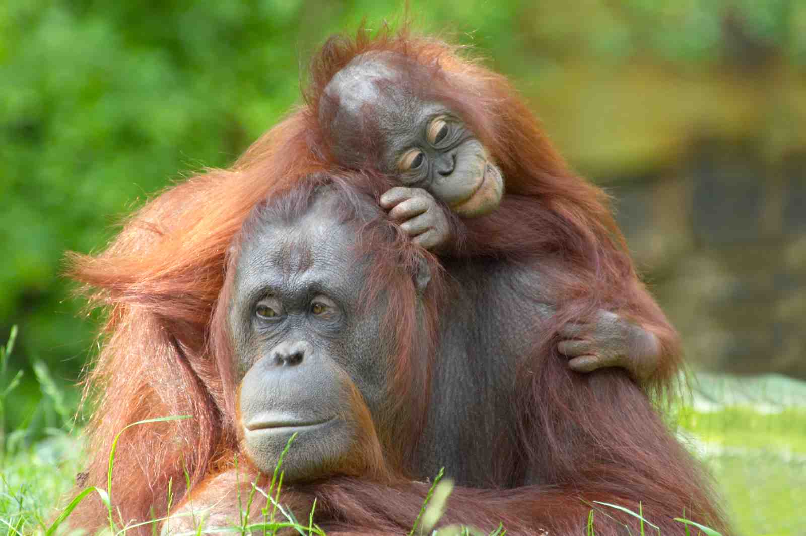Gentle Orangutan Embrace Wall Art Wall Art