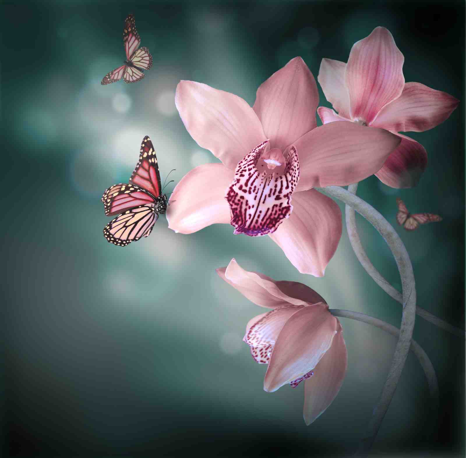 Elegant Pink Orchid & Butterfly Wall Art