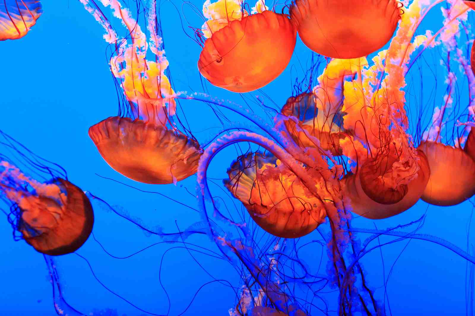 Vibrant Jellyfish Ocean Breeze Wall Art
