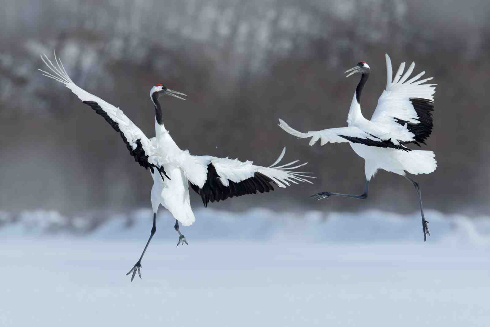 Graceful Cranes Dancing on Snow Wall Art