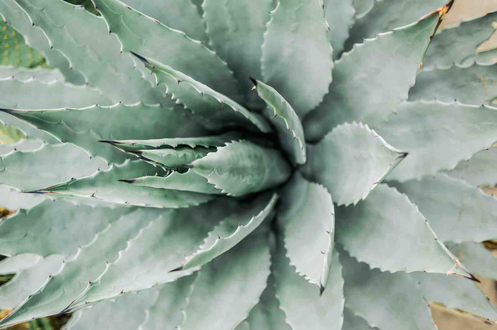 Serene Agave Botanical Close-Up Wall Art
