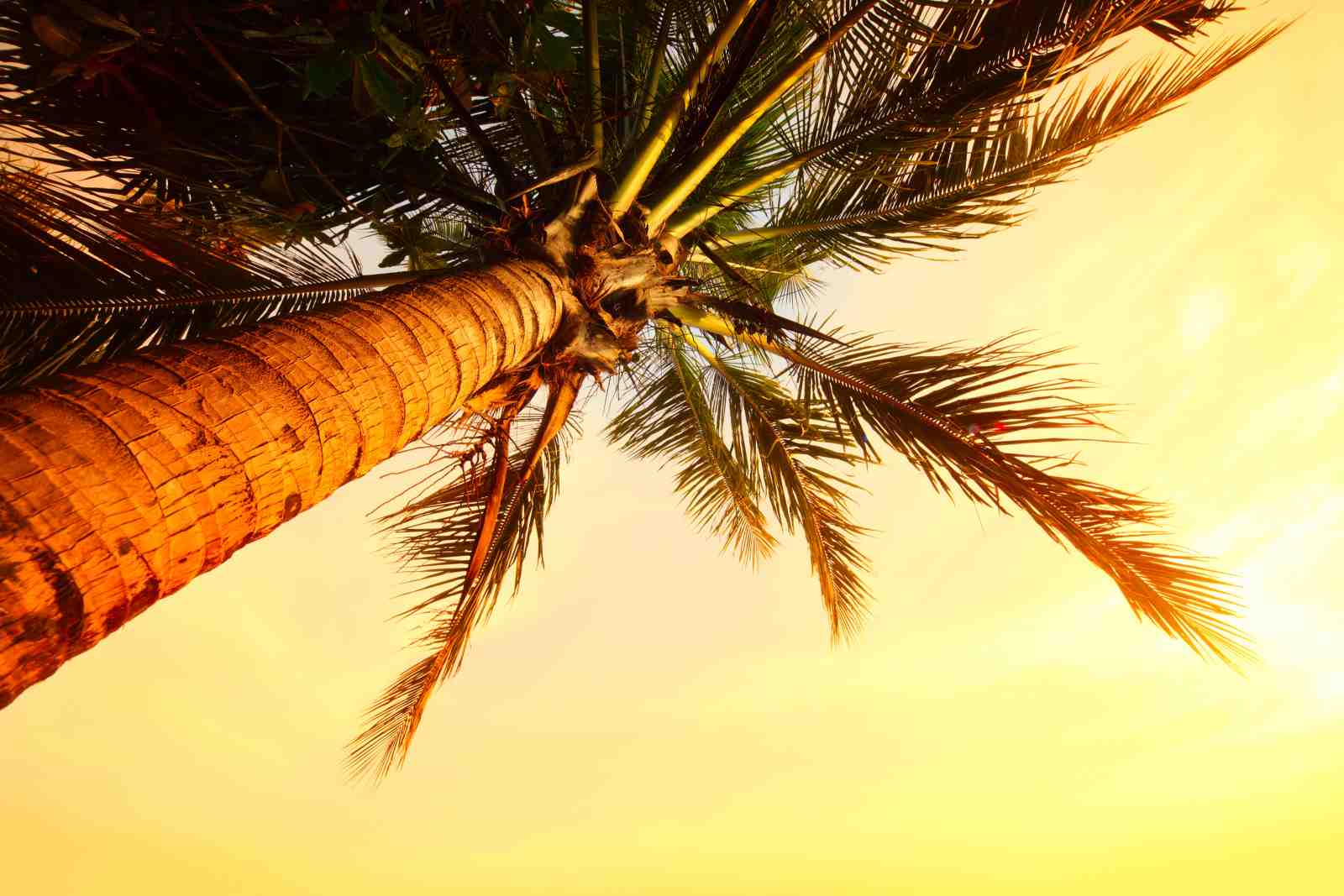 Tropical Sunset Palm Tree Wall Art