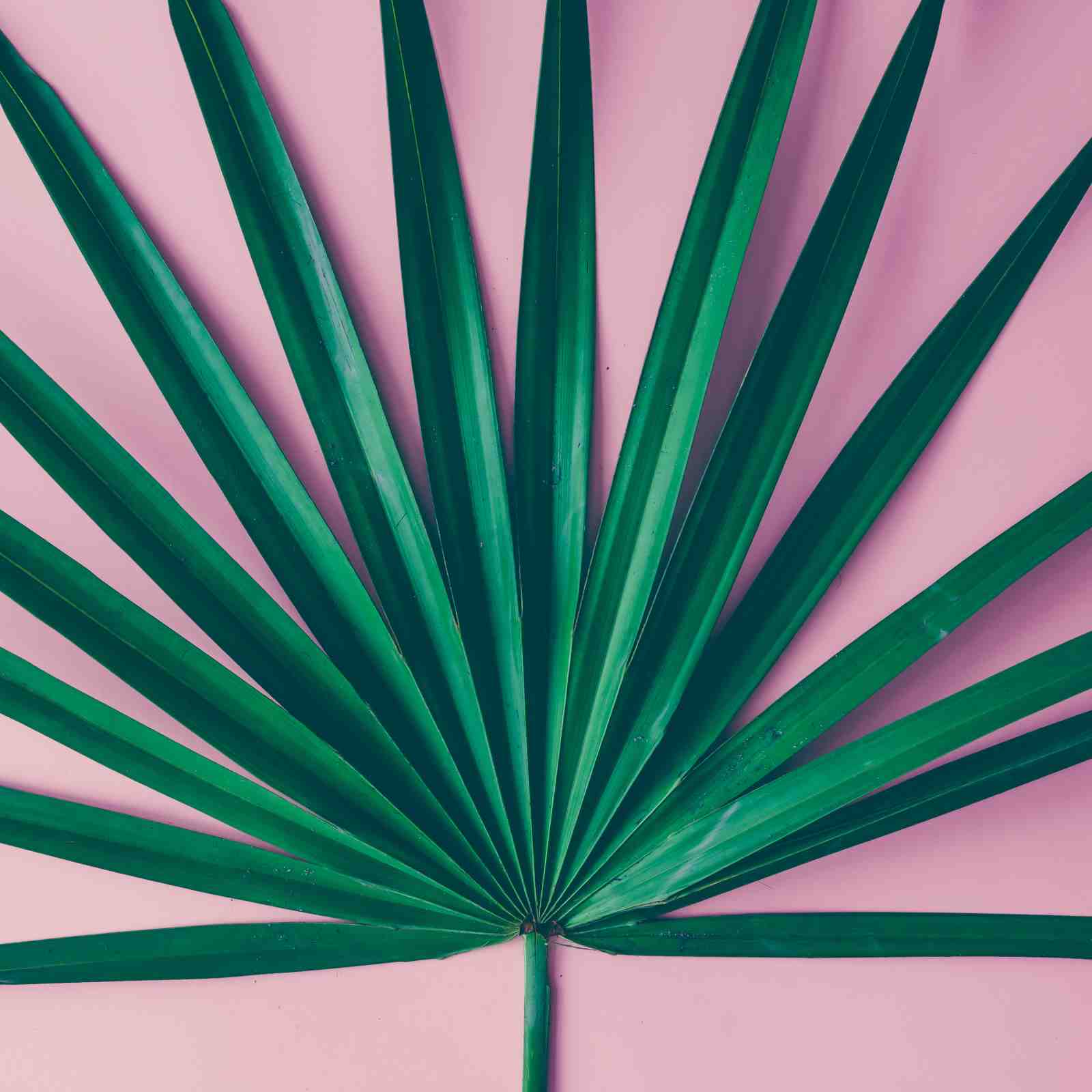 Tropical Green Palm Leaf on Pink Wall Art