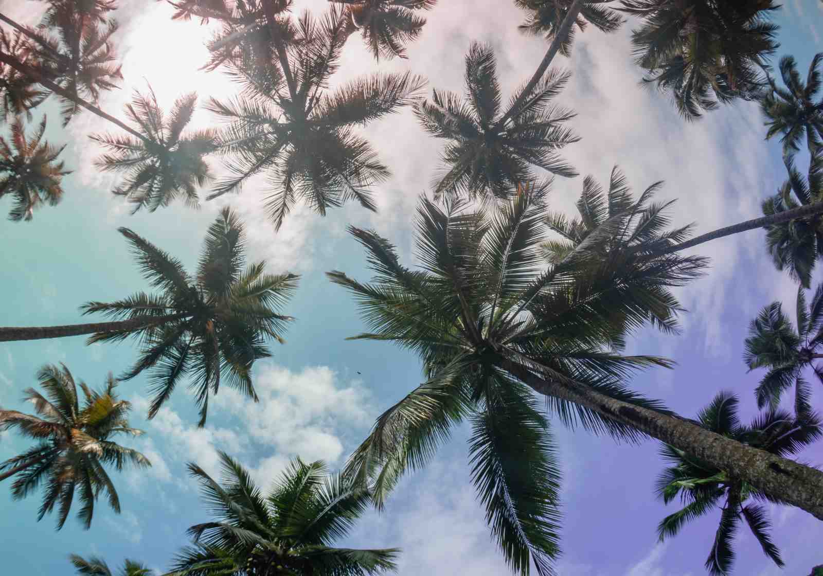 Tropical Palm Canopy Wall Art