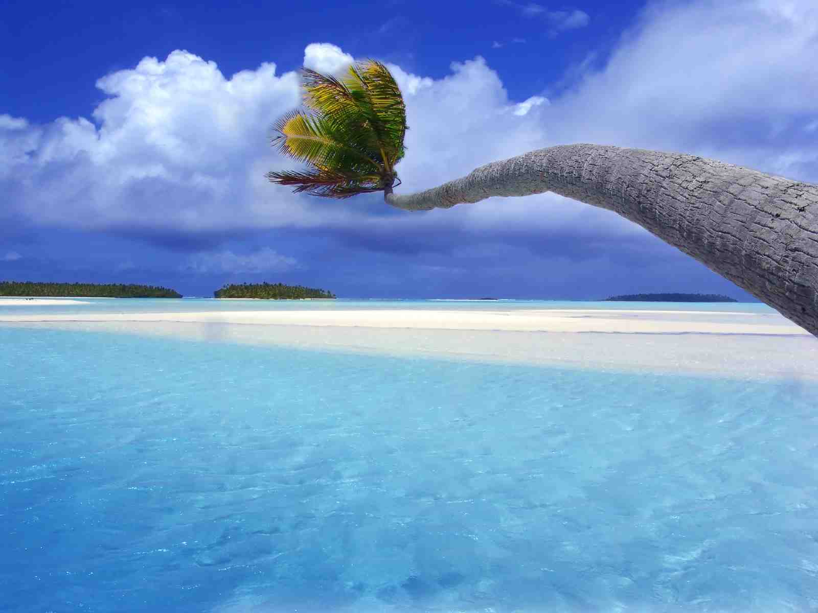 Tranquil Palm Tree Paradise Beach Wall Art