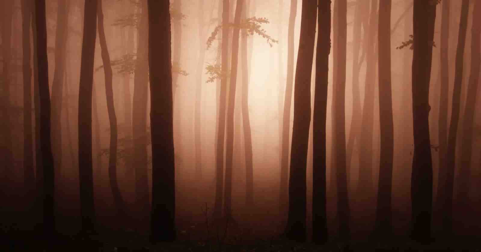 Misty Forest Serenity Wall Art