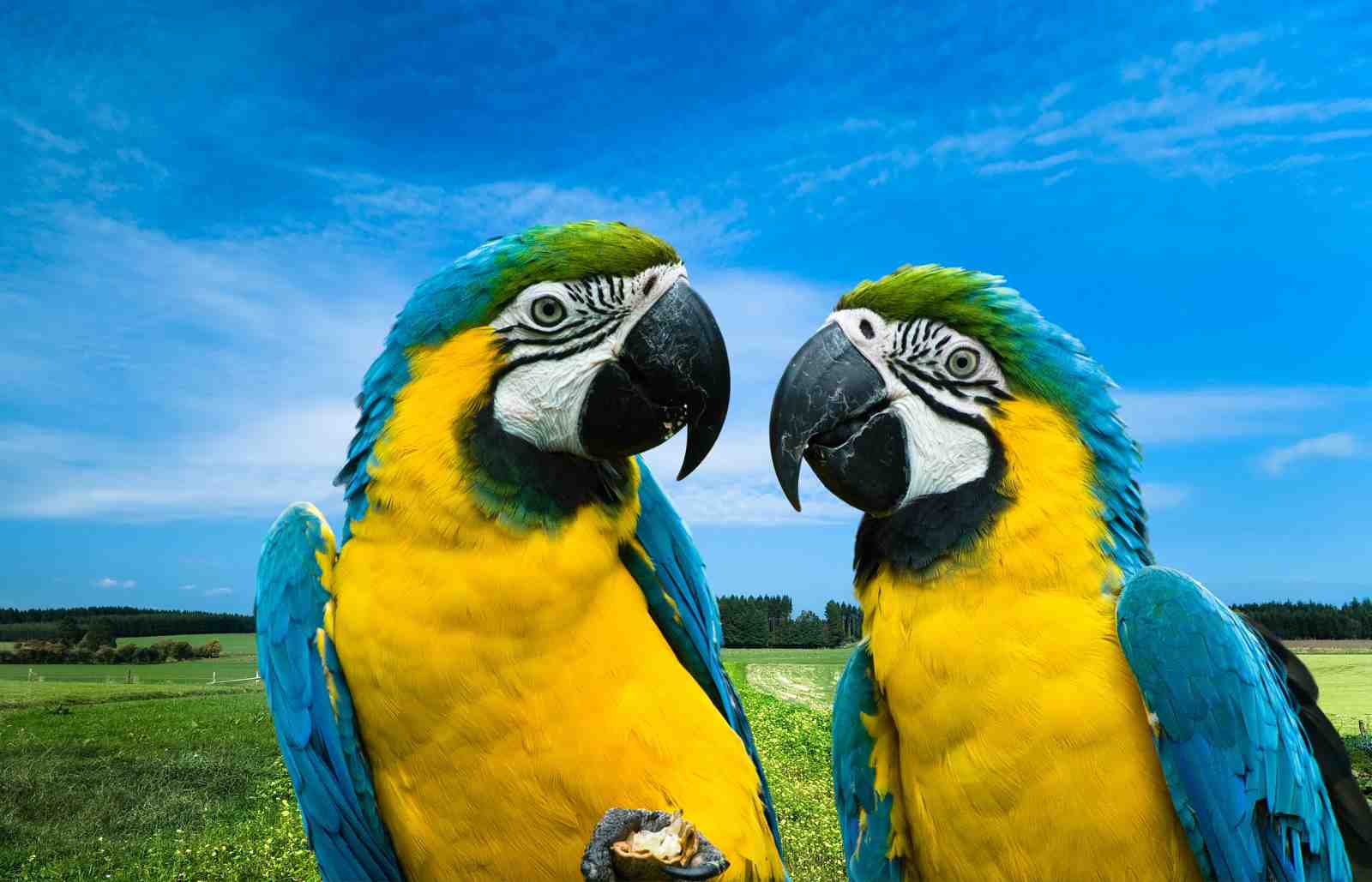 Vibrant Macaws Tropical Paradise Wall Art