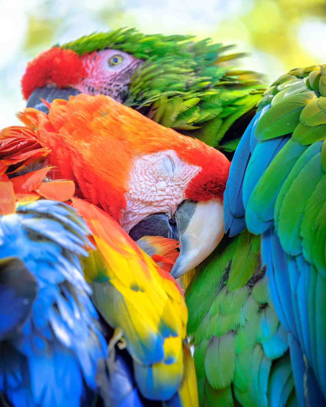 Vibrant Macaw Flock Wall Art