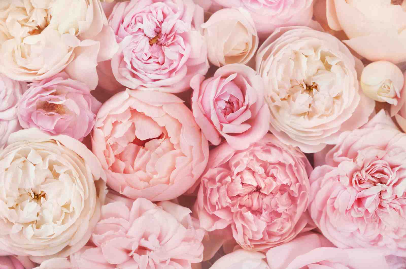 Blush Pink Roses Wall Art Wall Art