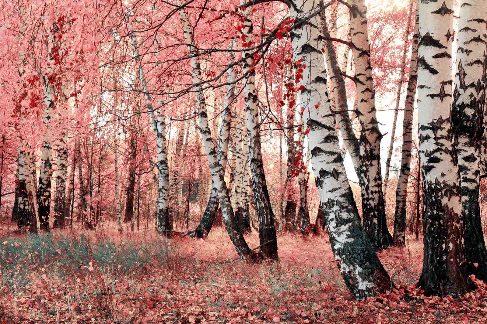 Enchanting Pink Birch Forest Wall Art