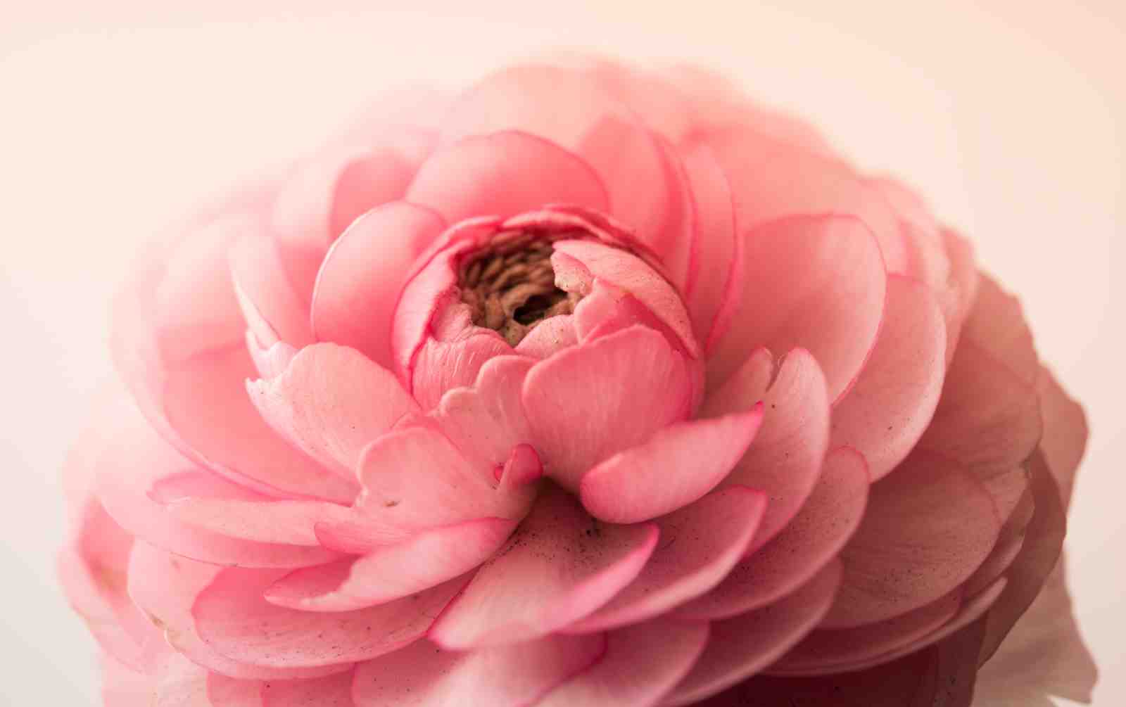 Soft Pink Ranunculus Bloom Wall Art Art