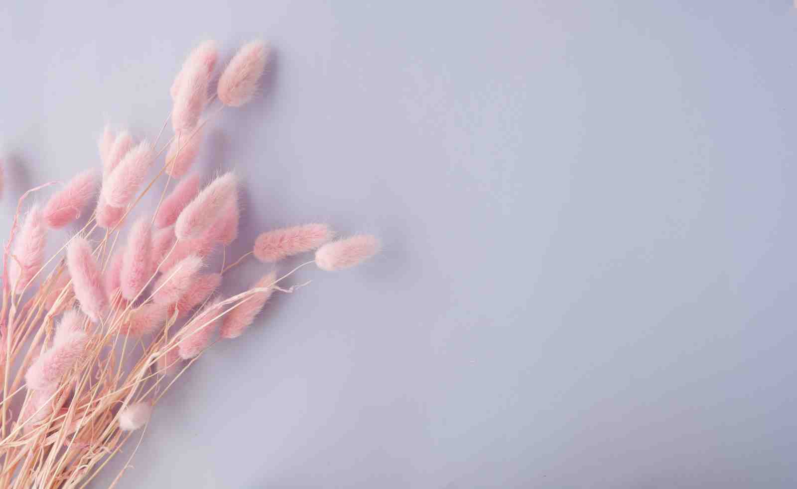 Soft Pink Bunny Tails Floral Wall Art