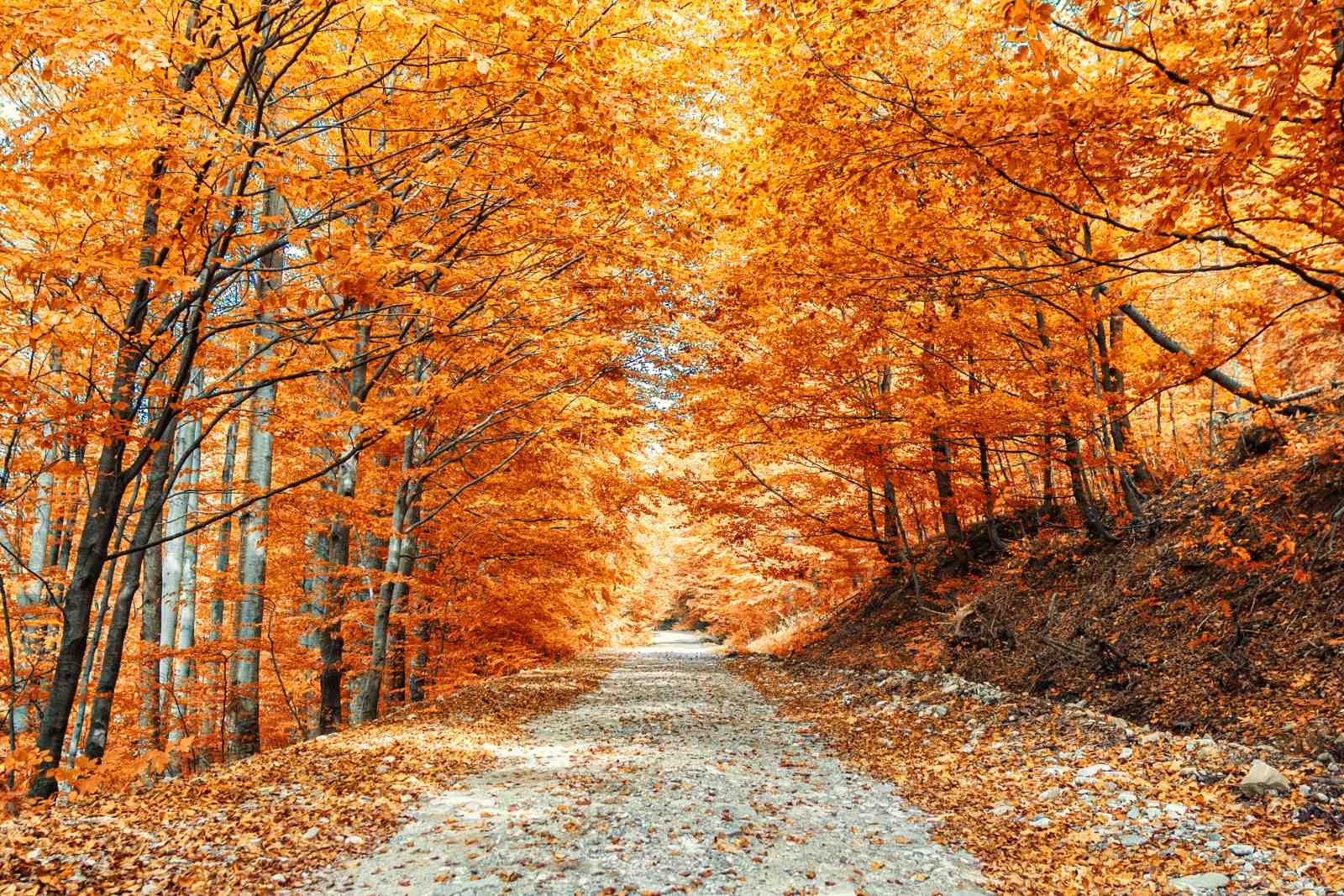 Autumn Forest Path Vibrant Orange Wall Art