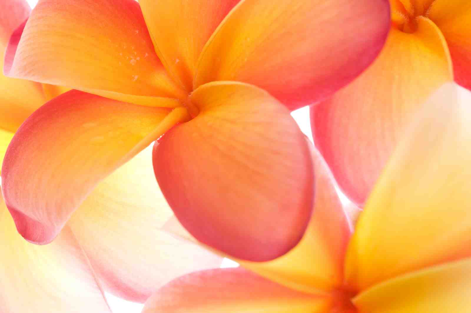 Vibrant Floral Sunset Plumeria Wall Art