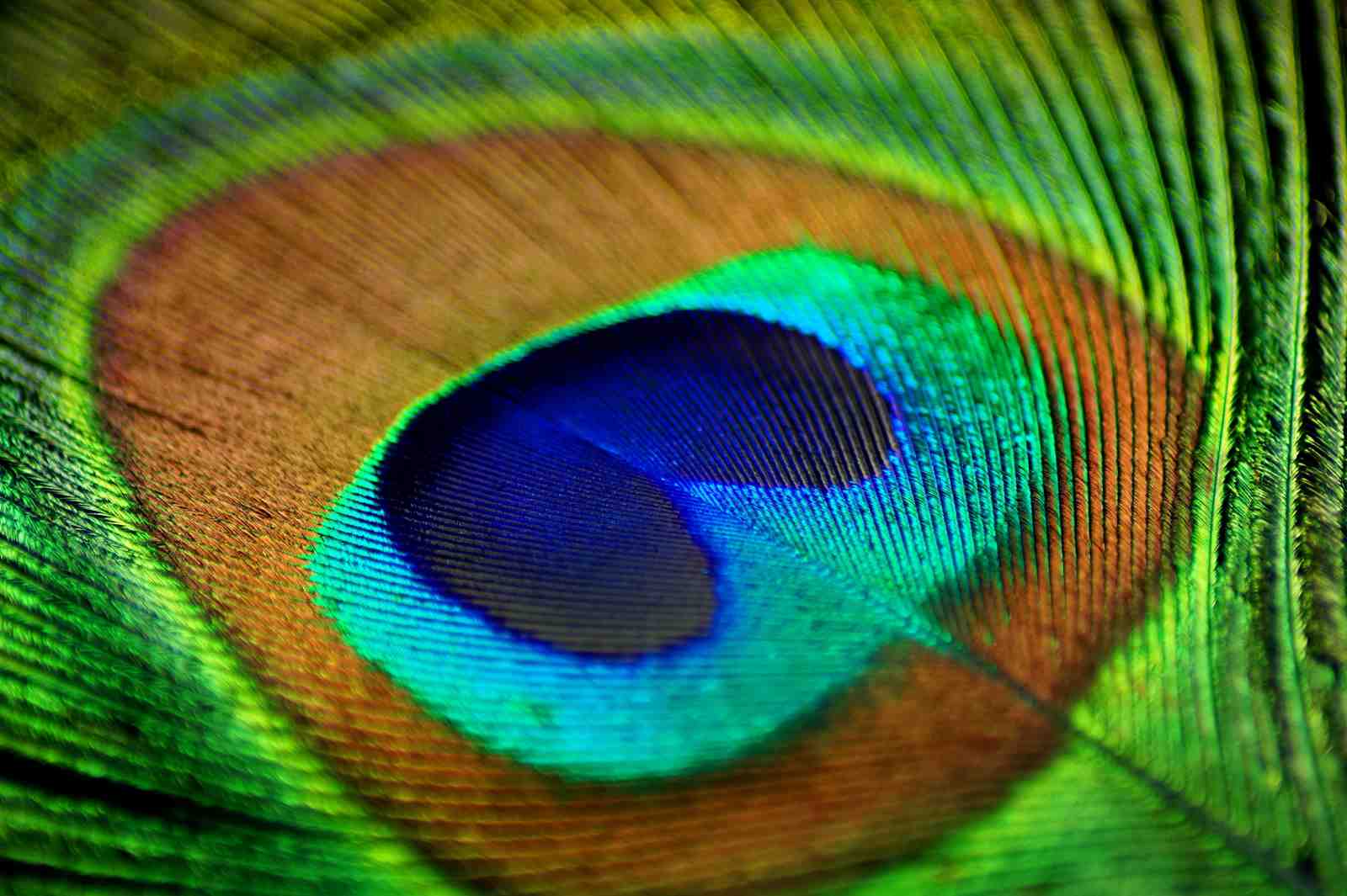 Vibrant Peacock Feather Macro Wall Art