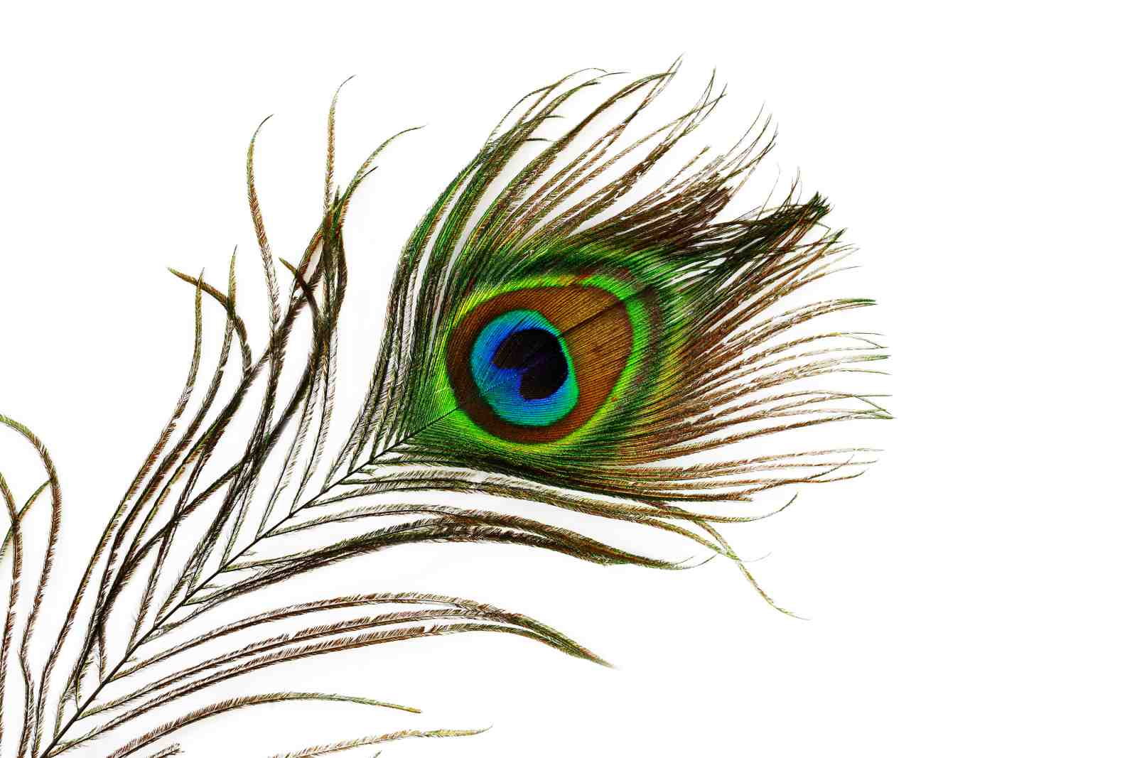 Elegant Peacock Feather Art Wall Art