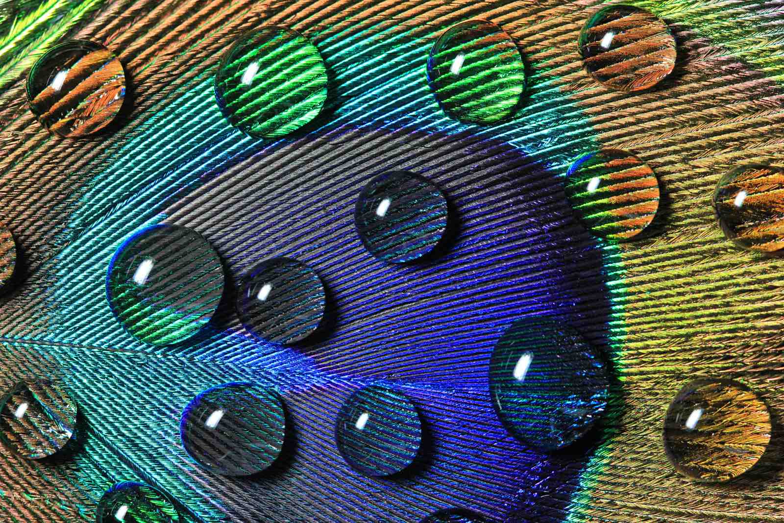Vivid Peacock Feather Water Drops Wall Art