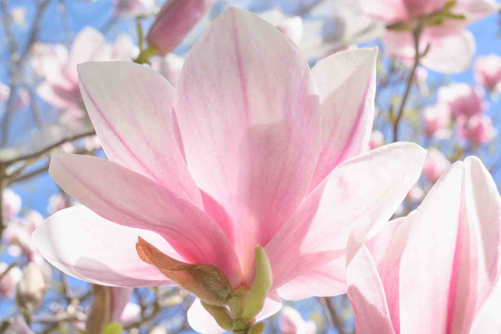 Serene Pink Magnolia Bloom Wall Art