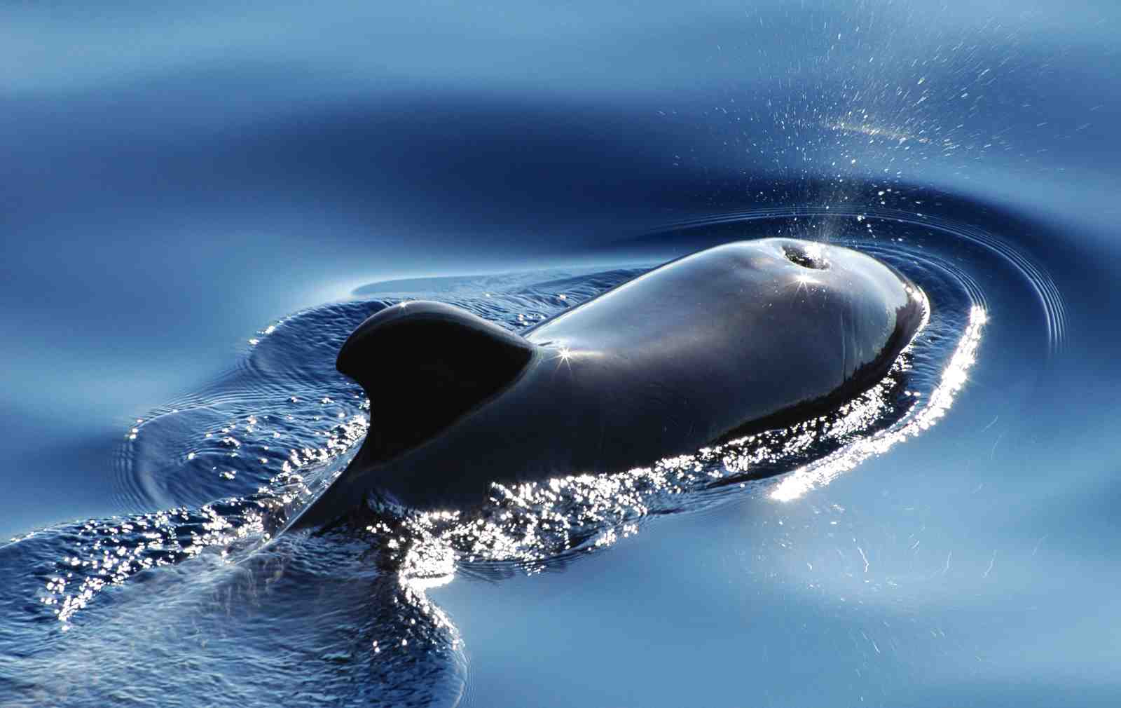 Pilot Whale Ocean Serenity Wall Art