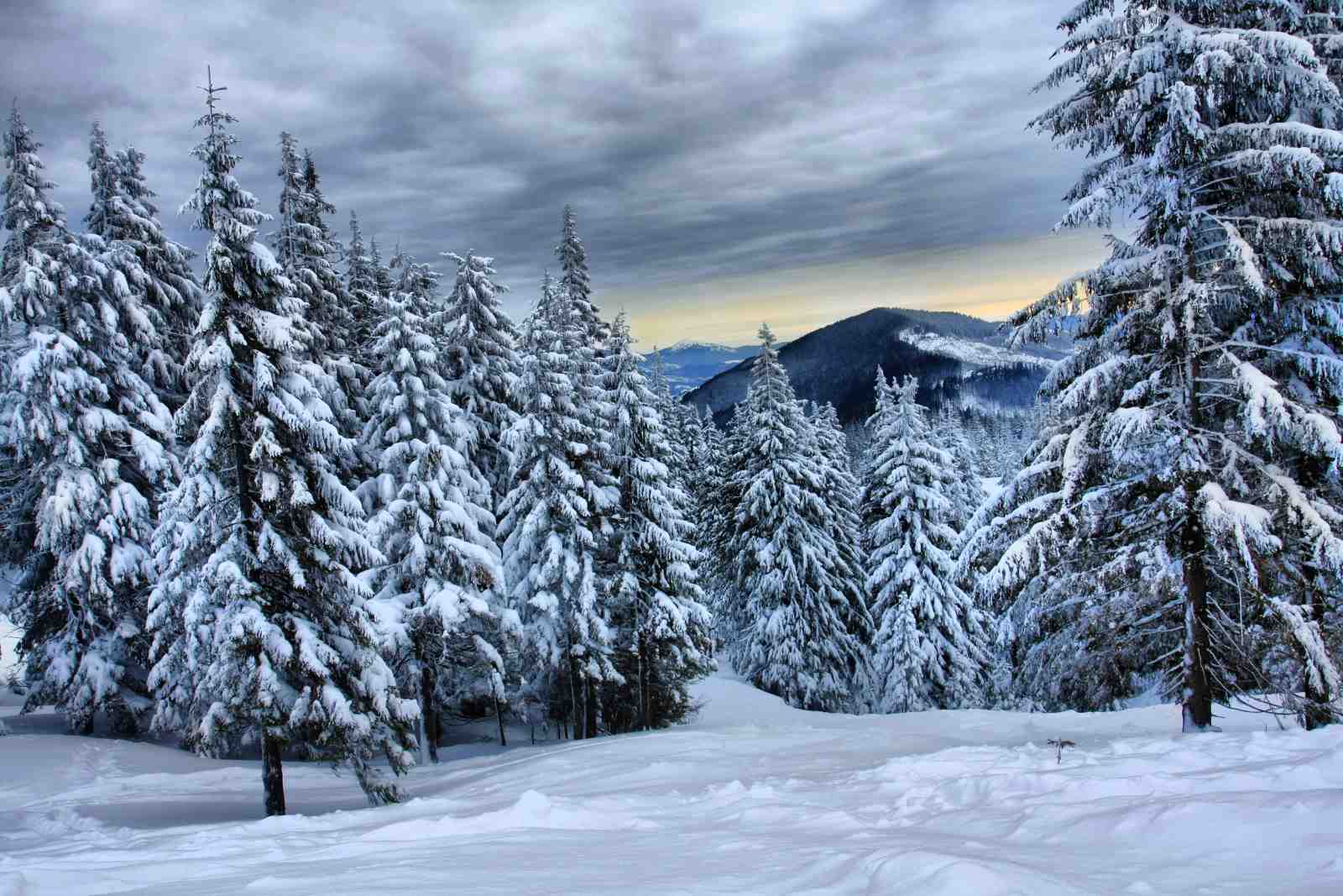 Snowy Forest Mountain Serenity Wall Art