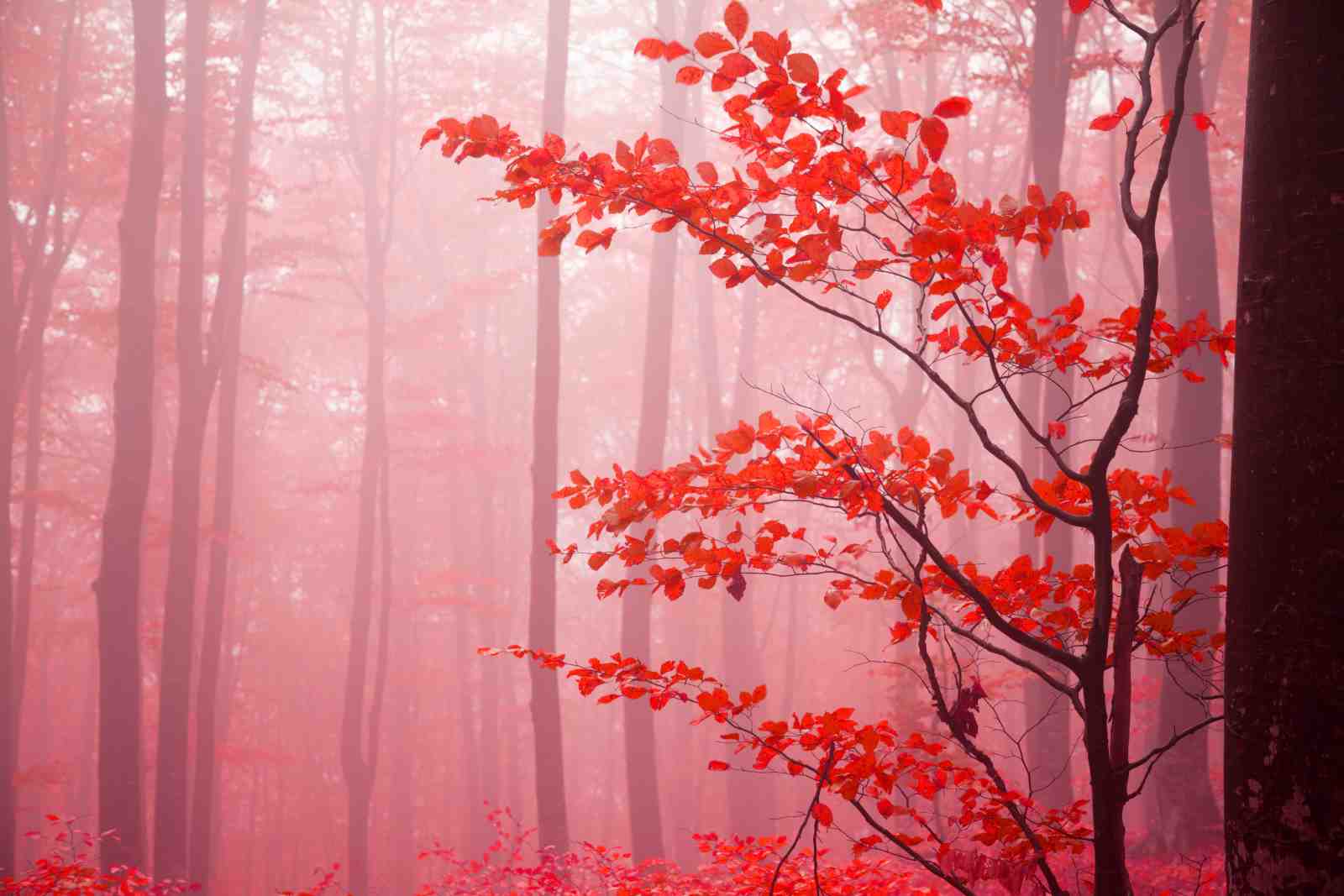Enchanting Red Forest Autumn Leaves Wall Art