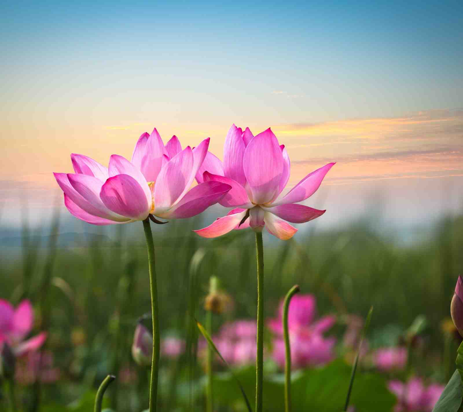 Serene Pink Lotus Blooms Wall Art
