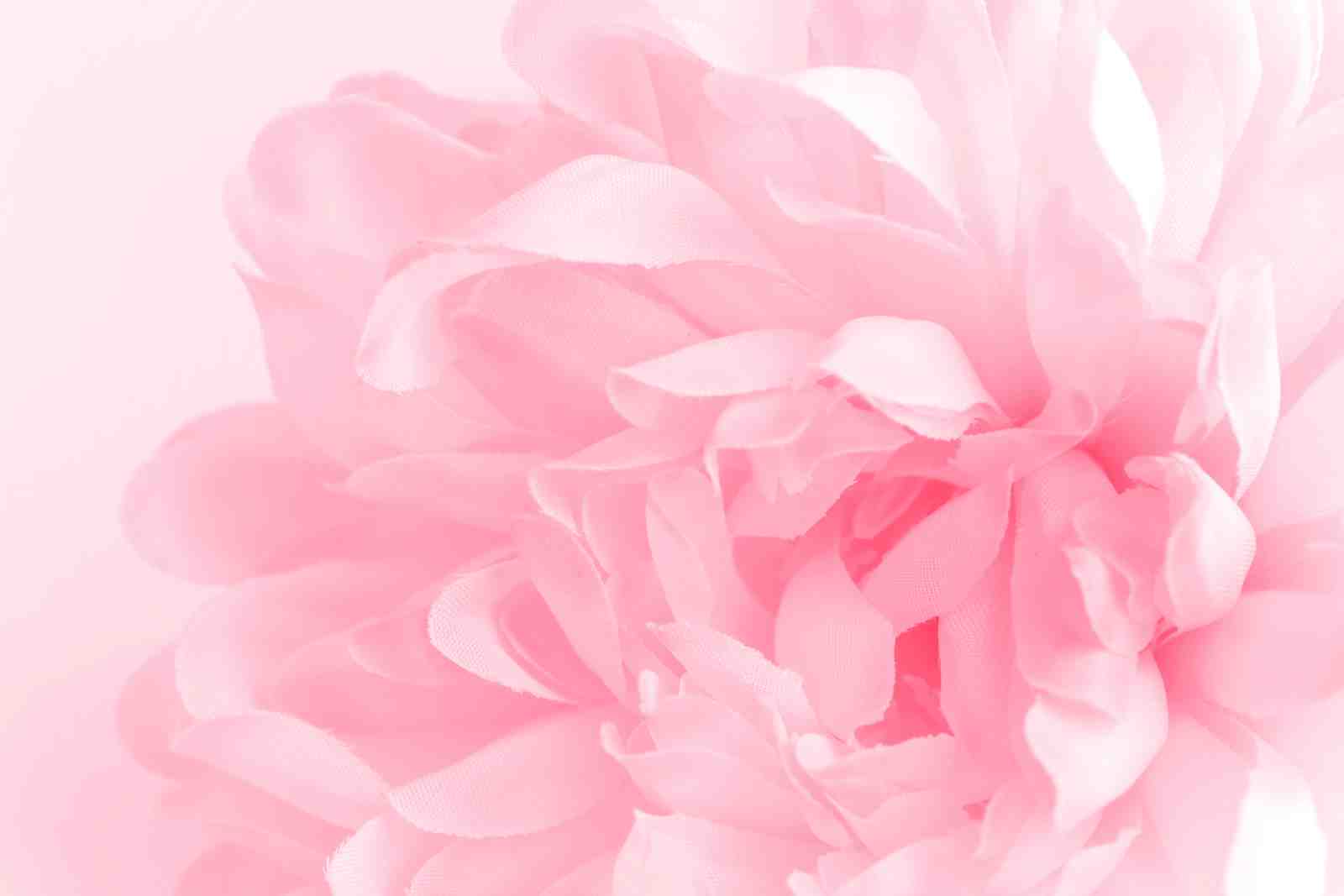Soft Pink Floral Elegance Wall Art