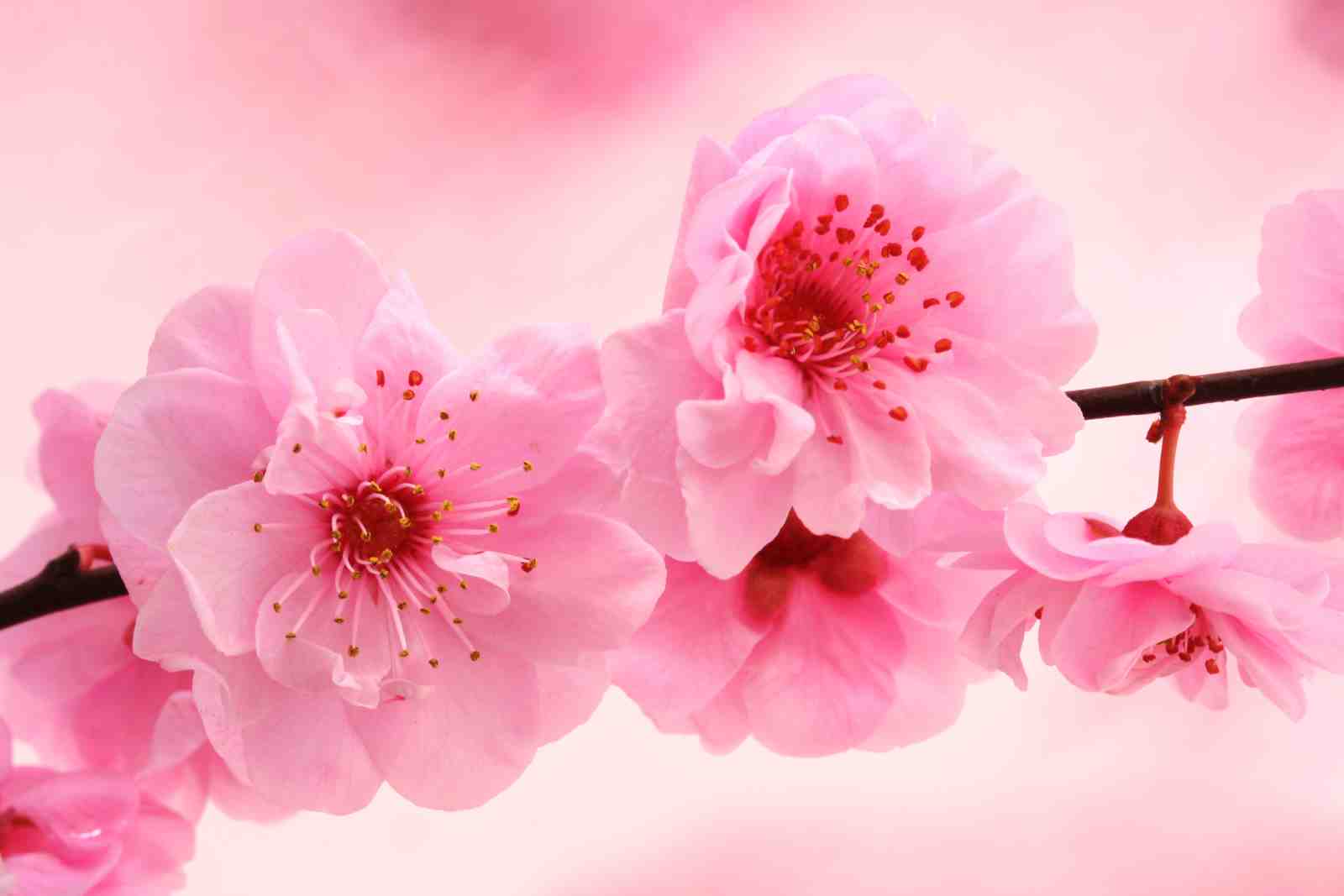 Blooming Pink Cherry Blossom Wall Art