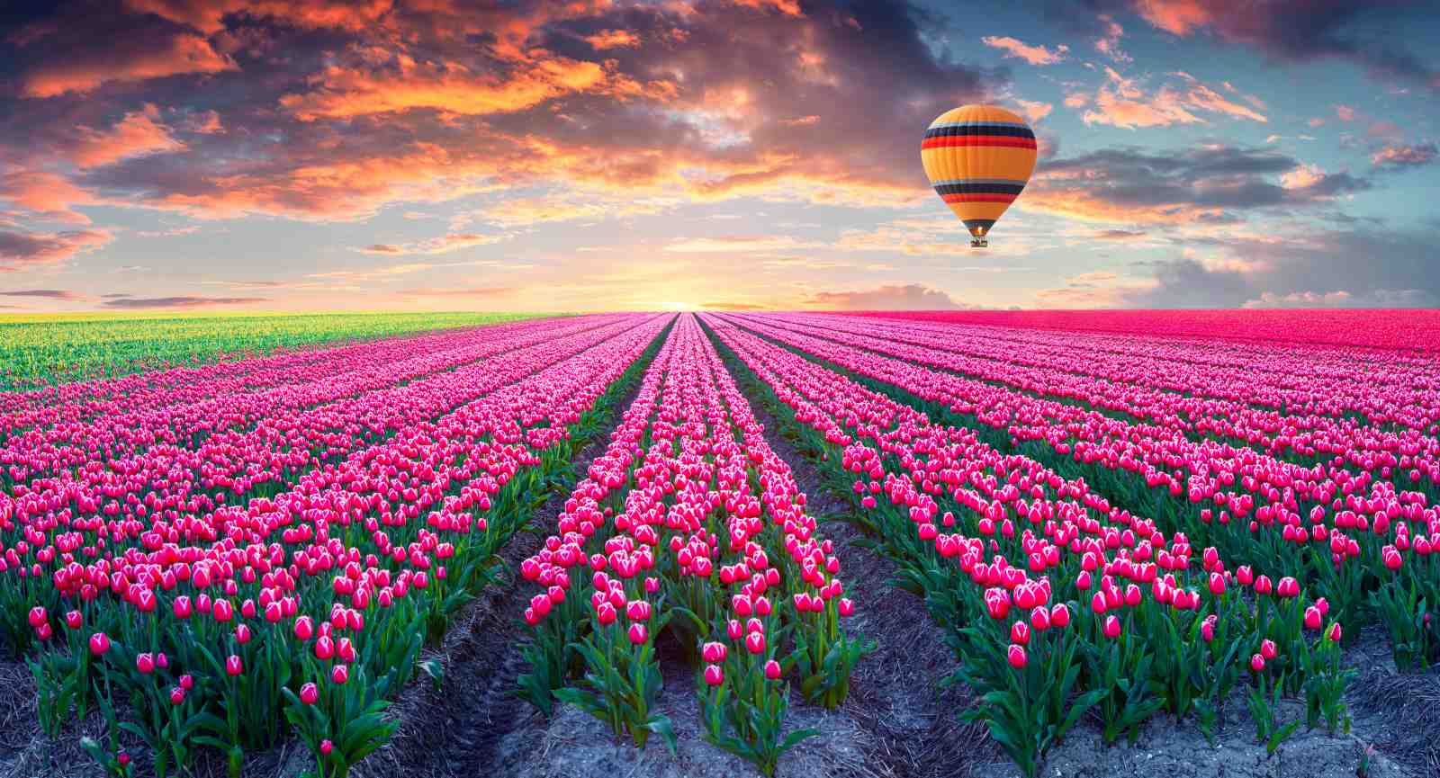Vibrant Tulip Field Hot Air Balloon Wall Art