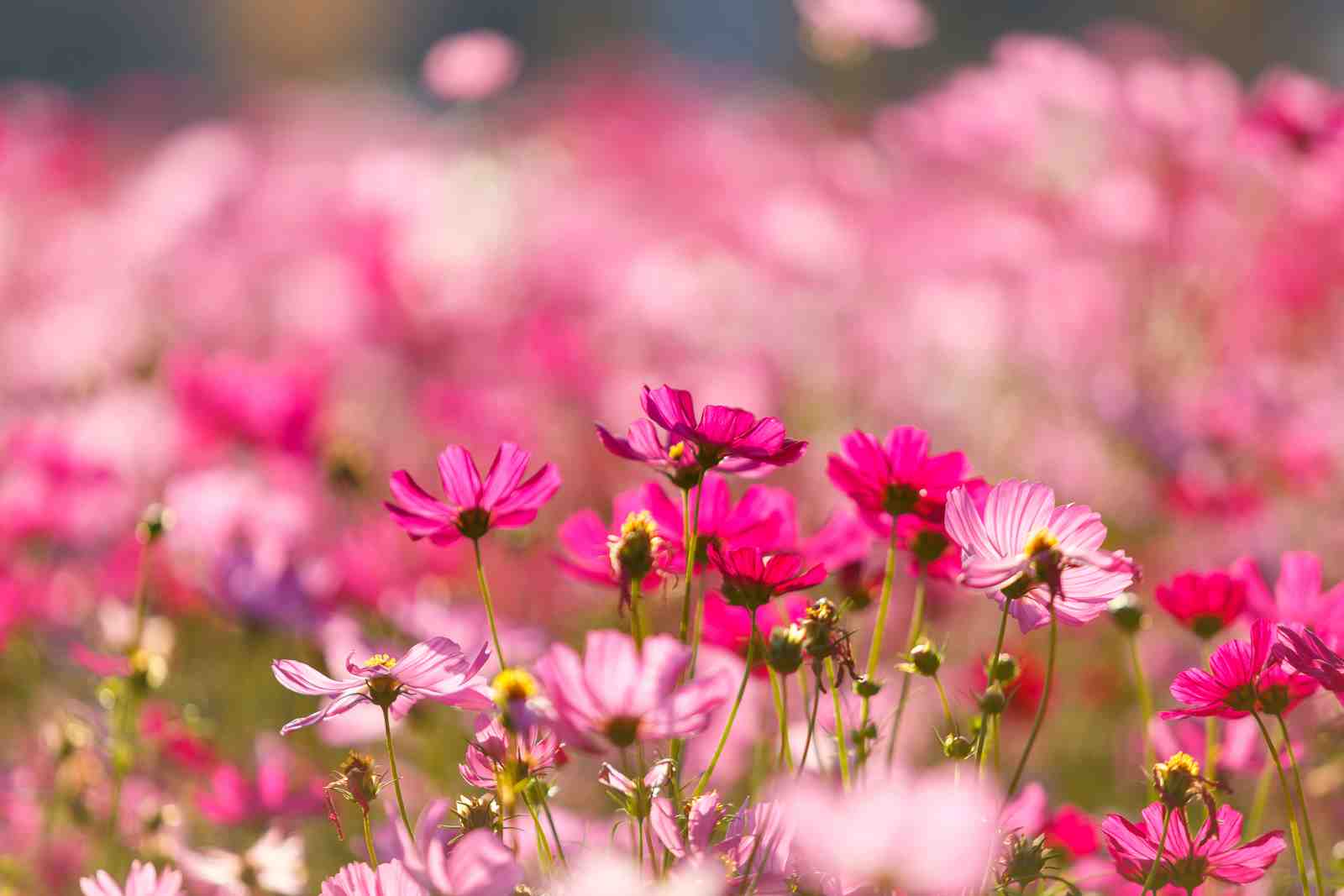 Vibrant Pink Cosmos Field Wall Art