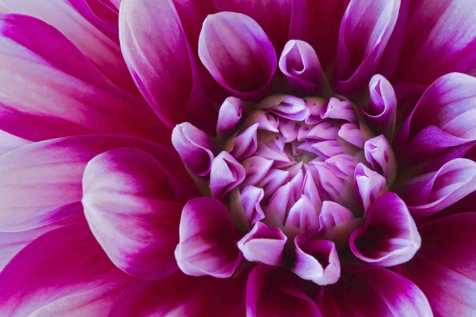 Vibrant Pink Dahlia Macro Floral Wall Art
