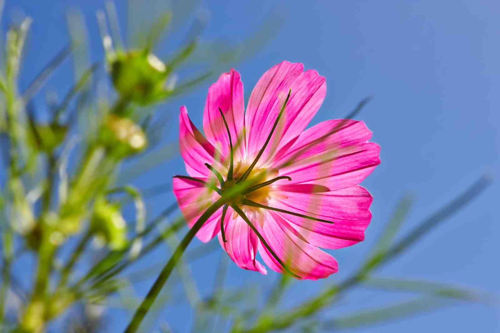 Vibrant Pink Cosmos Flower Sky Wall Art