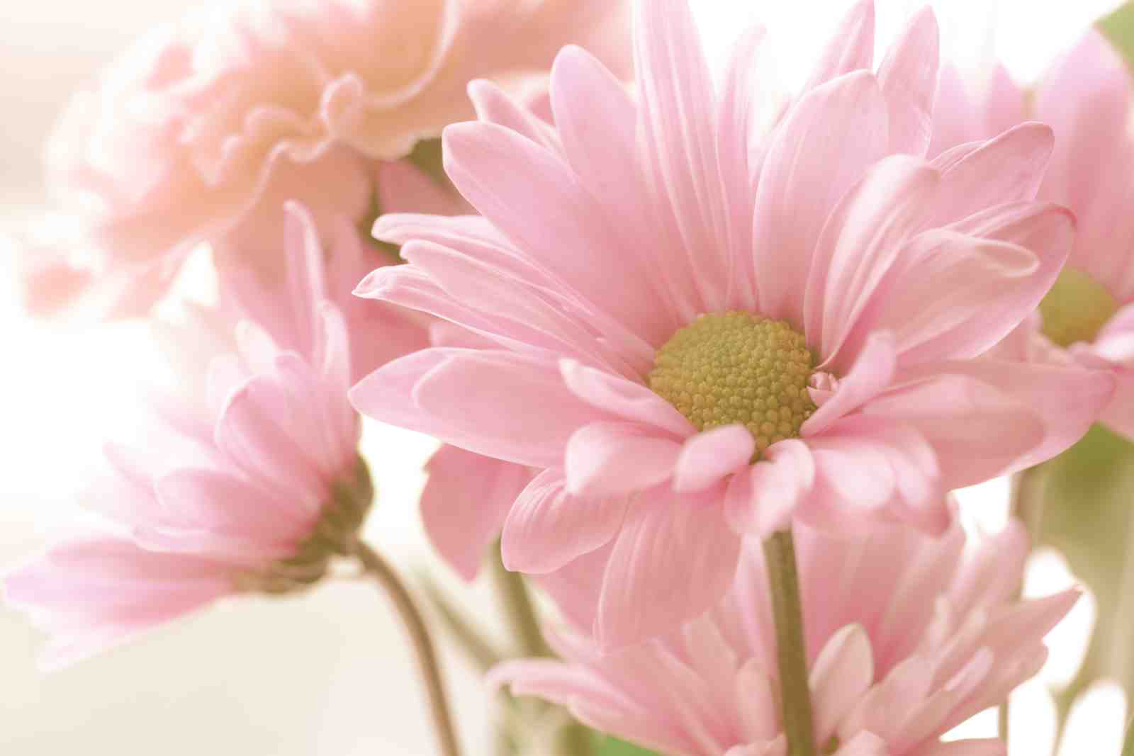Soft Pink Floral Serenity Wall Art