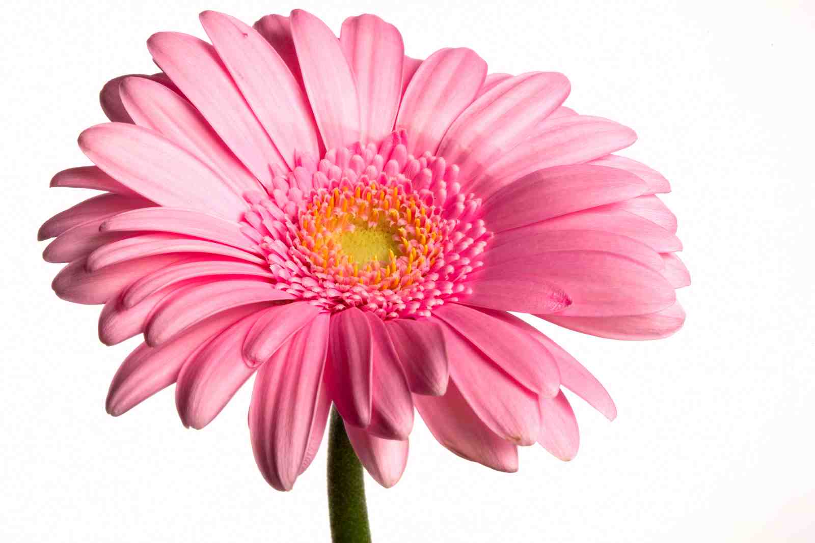 Vibrant Pink Gerbera Daisy Floral Wall Art